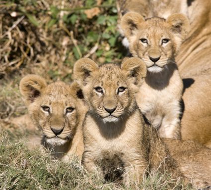 Lions_cub
