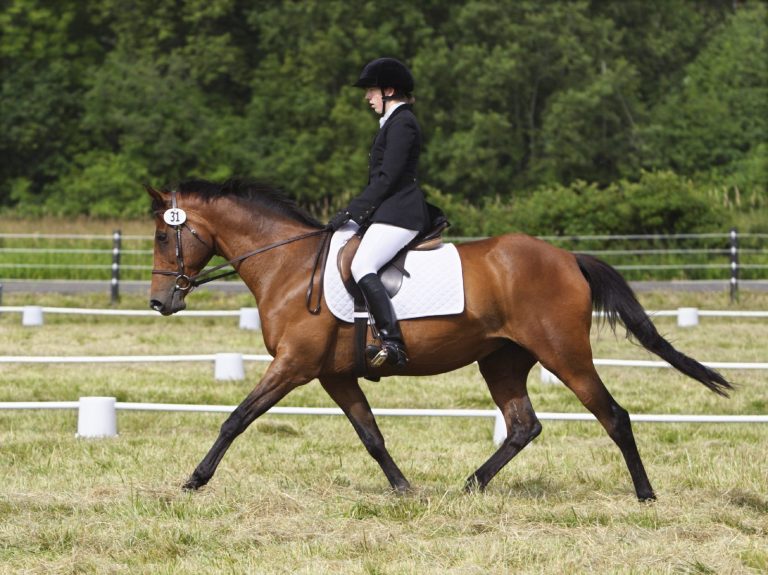 Equine Sports Veterinary 