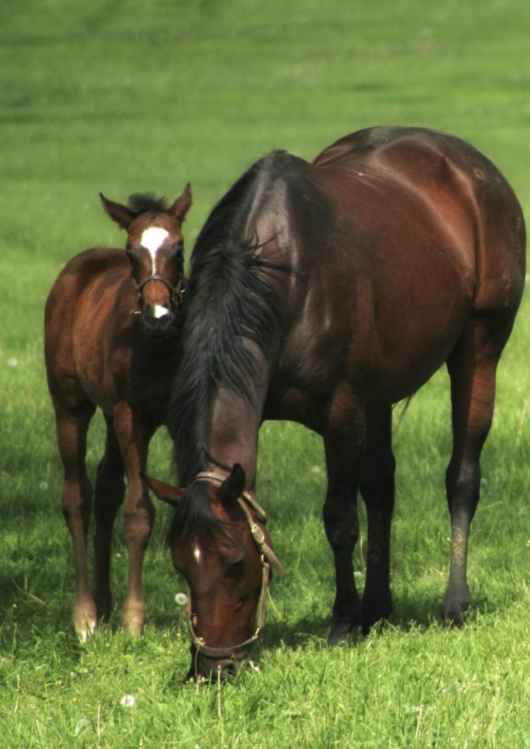 Equine Reproduction